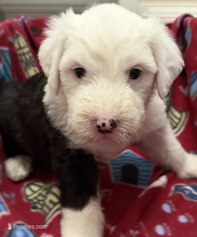 Tori's #2 Female – Old English Sheepdog puppy for sale in Wake Forest, NC