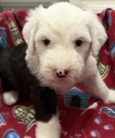 Tori's #2 Female, a female Old English Sheepdog for sale in Wake Forest, NC – 1 of 2