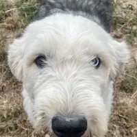 Watson, a male Old English Sheepdog for sale in Wake Forest, NC – Photo 1 of 2