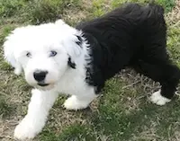 Watson, a male Old English Sheepdog for sale in Wake Forest, NC – Photo 2 of 2