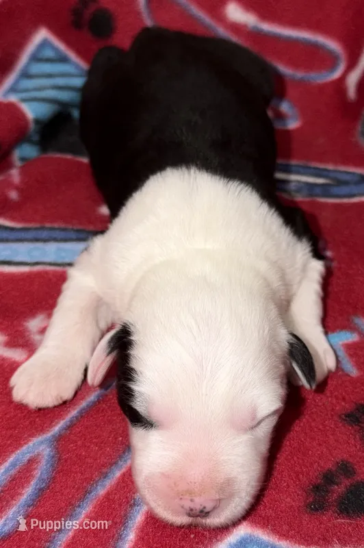 Tori's #1 Male – Old English Sheepdog puppy for sale in Wake Forest, NC
