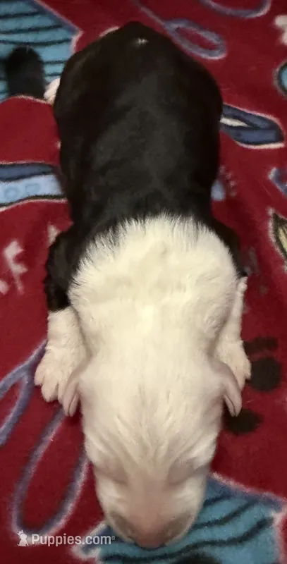 Tori's #2 Female – Old English Sheepdog puppy for sale in Wake Forest, NC