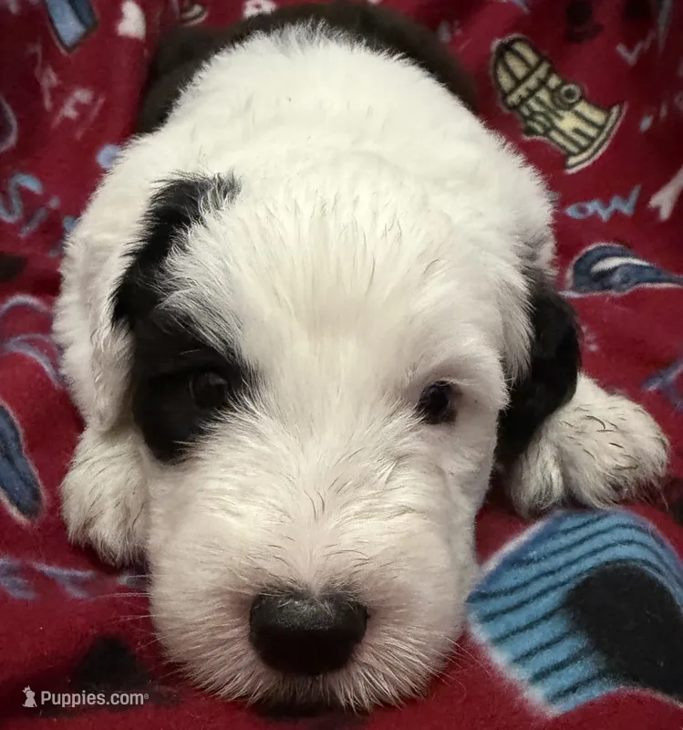 Tori's #1 Male – Old English Sheepdog puppy for sale in Wake Forest, NC