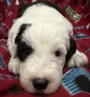 Tori's #1 Male, a male Old English Sheepdog for sale in Wake Forest, NC – 1 of 2