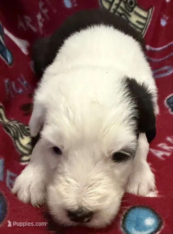 Caroline – Old English Sheepdog puppy for sale in Wake Forest, NC