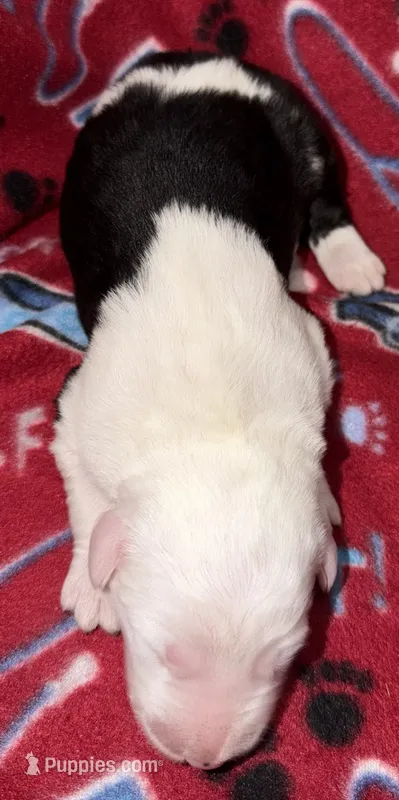 Tori's #3 Male – Old English Sheepdog puppy for sale in Wake Forest, NC