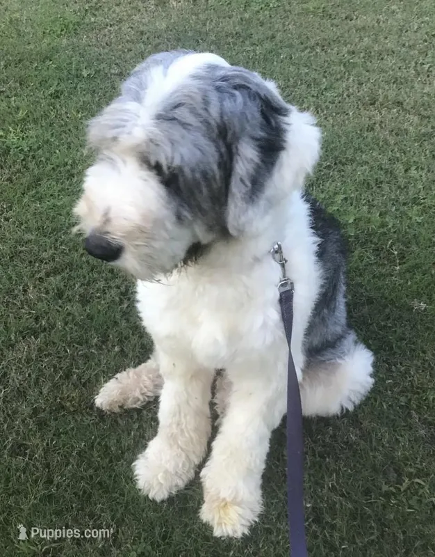 Boo, a female Old English Sheepdog for sale in Wake Forest, NC – Photo 1 of 1
