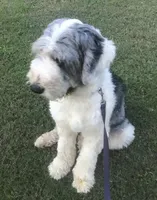 Photo of Boo