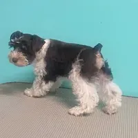 Poppy, a male Miniature Schnauzer for sale in Corbin, KY – Photo 2 of 3