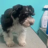 Poppy, a male Miniature Schnauzer for sale in Corbin, KY – Photo 3 of 3