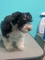 Poppy, a male Miniature Schnauzer for sale in Corbin, KY – Photo 3 of 3