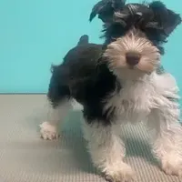 Poppy, a male Miniature Schnauzer for sale in Corbin, KY – Photo 1 of 3