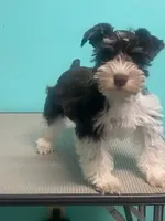 Poppy, a male Miniature Schnauzer for sale in Corbin, KY – Photo 1 of 3