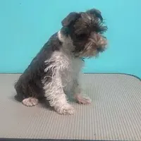 Benny, a male Miniature Schnauzer for sale in Corbin, KY – Photo 2 of 2