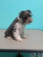 Benny, a male Miniature Schnauzer for sale in Corbin, KY – Photo 2 of 2