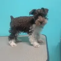 Benny, a male Miniature Schnauzer for sale in Corbin, KY – Photo 1 of 2