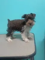 Benny, a male Miniature Schnauzer for sale in Corbin, KY – Photo 1 of 2