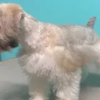 Sissy, a female Miniature Schnauzer for sale in Corbin, KY – Photo 5 of 5