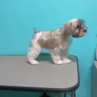 Sissy, a female Miniature Schnauzer for sale in Corbin, KY – Photo 4 of 5