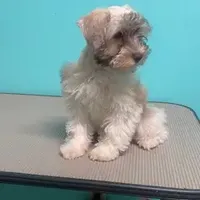 Sissy, a female Miniature Schnauzer for sale in Corbin, KY – Photo 2 of 5