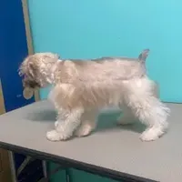 Sissy, a female Miniature Schnauzer for sale in Corbin, KY – Photo 3 of 5