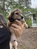 Male, a male Miniature Dachshund for sale in Daytona Beach, FL – 2 of 6