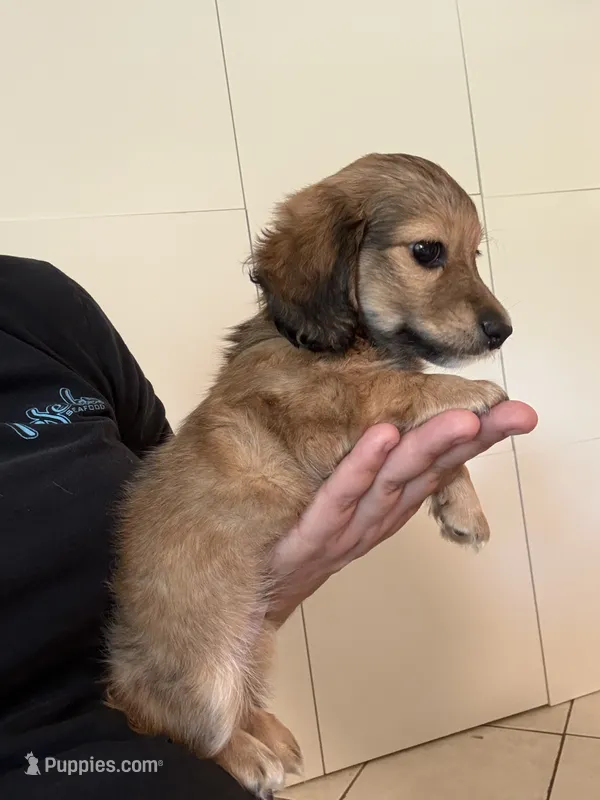 Male – Miniature Dachshund puppy for sale in Daytona Beach, FL