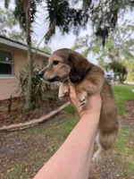 Male, a male Miniature Dachshund for sale in Daytona Beach, FL – 5 of 6