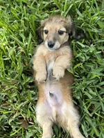 Male, a male Miniature Dachshund for sale in Daytona Beach, FL – 6 of 6