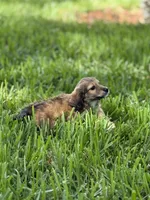 Male, a male Miniature Dachshund for sale in Daytona Beach, FL – 3 of 6