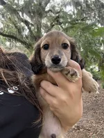 Male, a male Miniature Dachshund for sale in Daytona Beach, FL – 4 of 6
