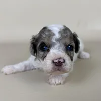 Beckham, a male Maltipoo for sale in Allen, KY – 7 of 9