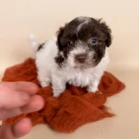 Bennett, a male Maltipoo for sale in Allen, KY – 2 of 6