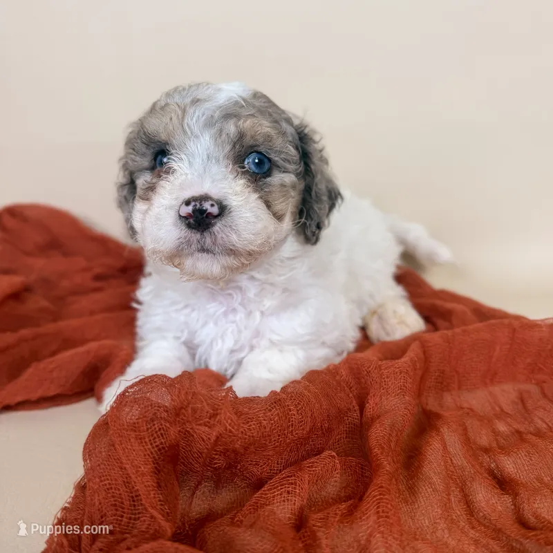 Beckham – Maltipoo puppy for sale in Allen, KY