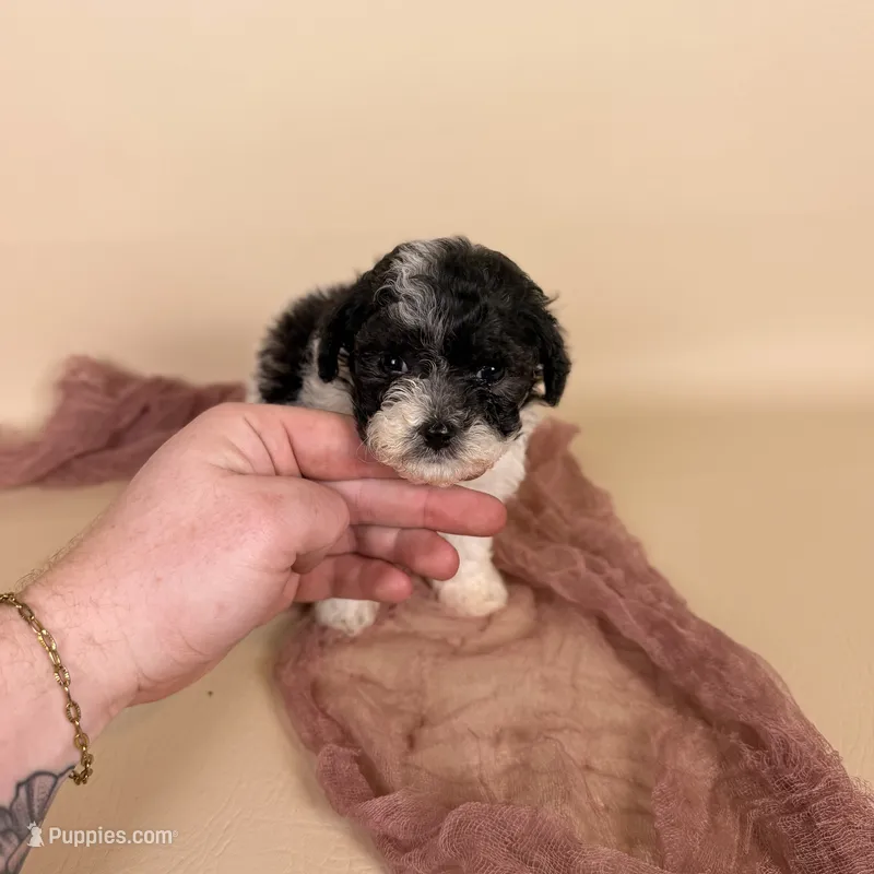 Millie – Maltipoo puppy for sale in Allen, KY