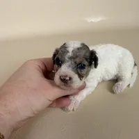 Beckham, a male Maltipoo for sale in Allen, KY – 3 of 9