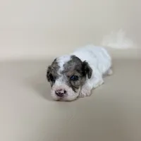 Beckham, a male Maltipoo for sale in Allen, KY – 8 of 9