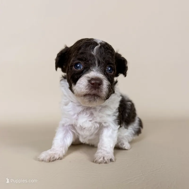 Bennet – Maltipoo puppy for sale in Allen, KY