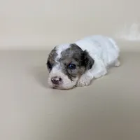 Beckham, a male Maltipoo for sale in Allen, KY – 6 of 9