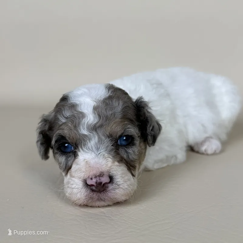Beckham – Maltipoo puppy for sale in Allen, KY