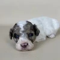Beckham, a male Maltipoo for sale in Allen, KY – 1 of 9