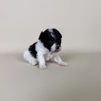 Millie, a female Maltipoo for sale in Allen, KY – 5 of 10