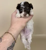 Banks, a male Maltipoo for sale in Allen, KY – 6 of 8