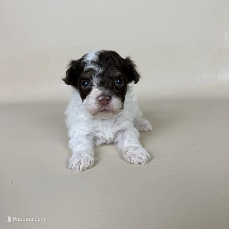 Banks – Maltipoo puppy for sale in Allen, KY