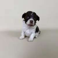 Bennet, a male Maltipoo for sale in Allen, KY – 3 of 8