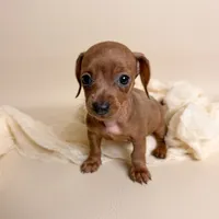 Autumn , a female Miniature Dachshund for sale in Allen, KY – 4 of 5