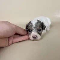 Beckham, a male Maltipoo for sale in Allen, KY – 4 of 9