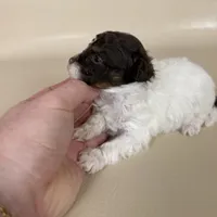 Banks, a male Maltipoo for sale in Allen, KY – 4 of 8