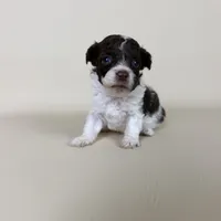 Bennet, a male Maltipoo for sale in Allen, KY – 2 of 8