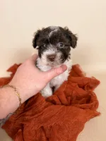 Bennett, a male Maltipoo for sale in Allen, KY – 5 of 6